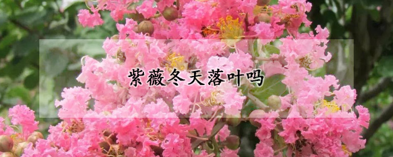 紫薇冬天落叶吗
