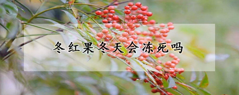 冬红果冬天会冻死吗