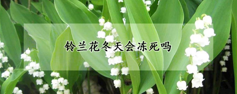 铃兰花冬天会冻死吗
