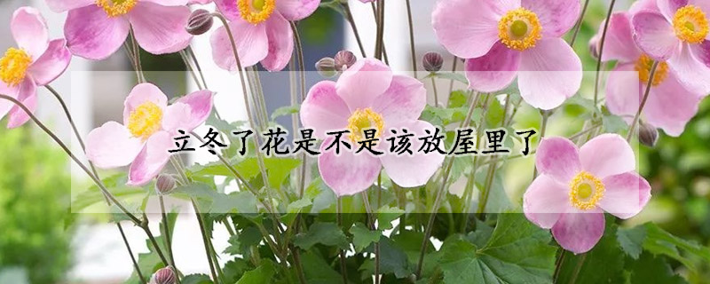 立冬了花是不是该放屋里了