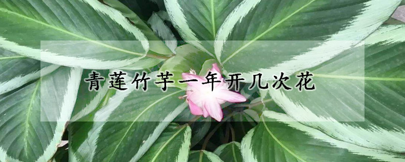 青莲竹芋一年开几次花