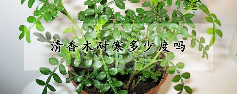 清香木耐寒多少度吗