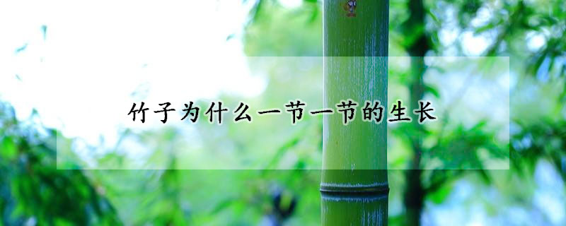 竹子为什么一节一节的生长