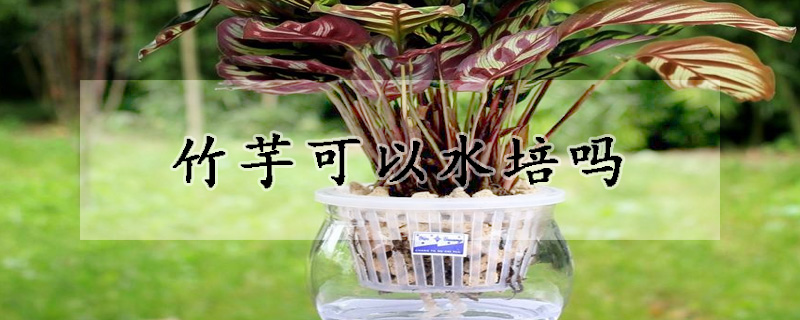 竹芋可以水培吗