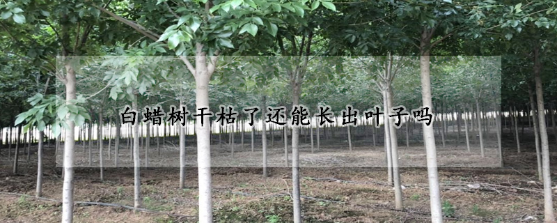 白蜡树干枯了还能长出叶子吗