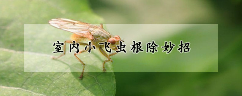 室内小飞虫根除妙招