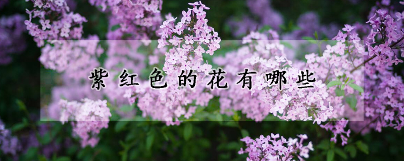 紫红色的花有哪些