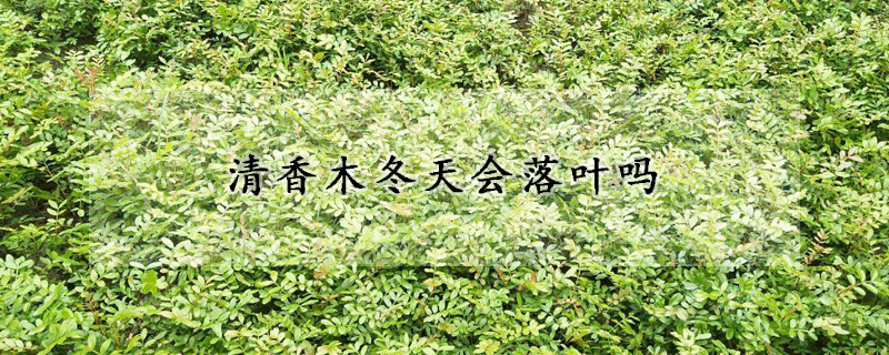 清香木冬天会落叶吗