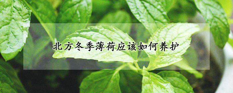北方冬季薄荷应该如何养护