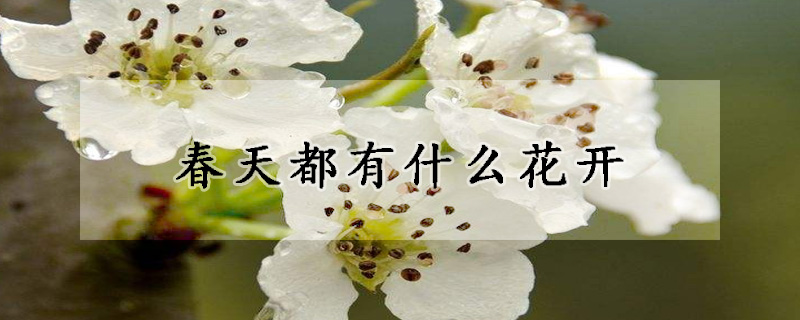 春天都有什么花开