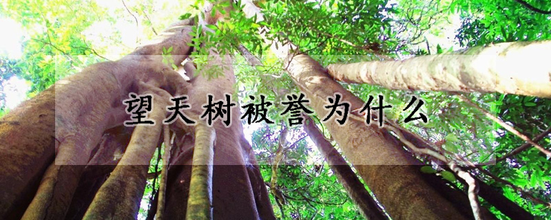 望天树被誉为什么