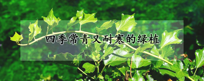 四季常青又耐寒的绿植