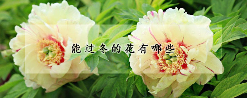 能过冬的花有哪些