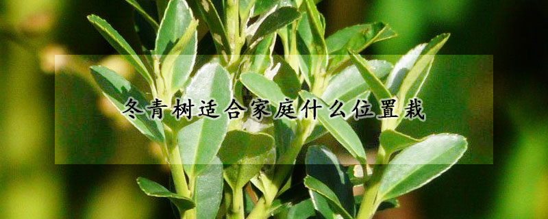 冬青树适合家庭什么位置栽