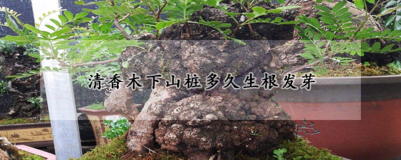 清香木下山桩多久生根发芽