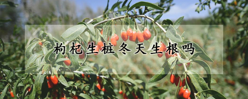 枸杞生桩冬天生根吗