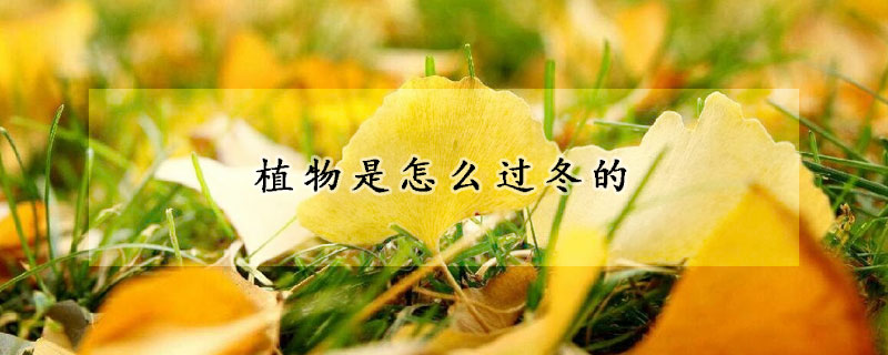 植物是怎么过冬的