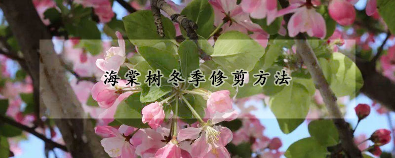 海棠树冬季修剪方法