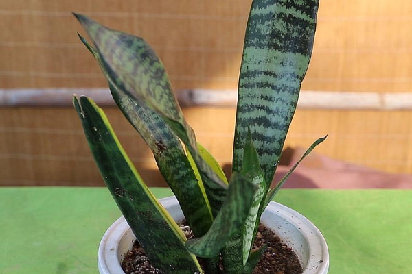 卧室放什么植物最好 最适合放在卧室的植物