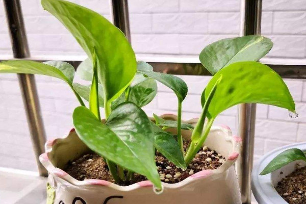 卧室放什么植物最好 最适合放在卧室的植物