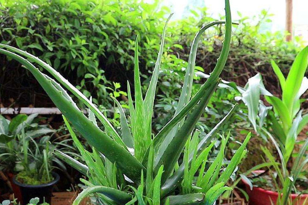 卧室放什么植物最好 最适合放在卧室的植物