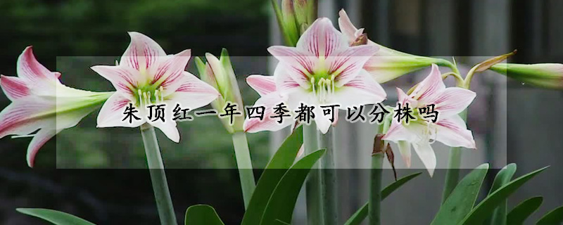 朱顶红一年四季都可以分株吗