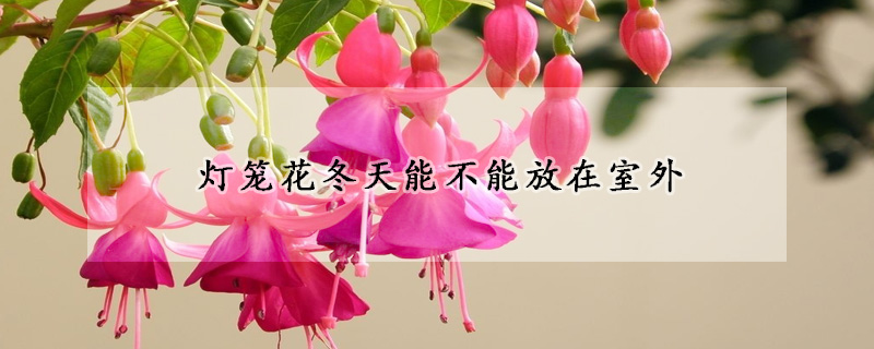 灯笼花冬天能不能放在室外