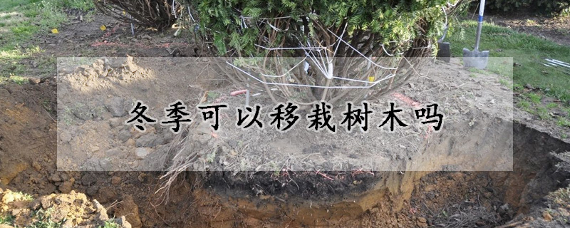 冬季可以移栽树木吗