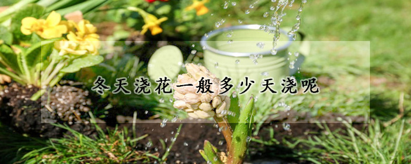 冬天浇花一般多少天浇呢