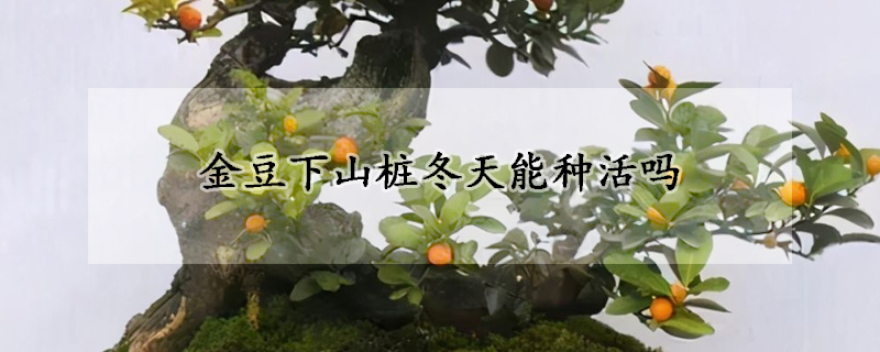 金豆下山桩冬天能种活吗
