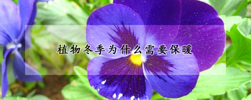 植物冬季为什么需要保暖