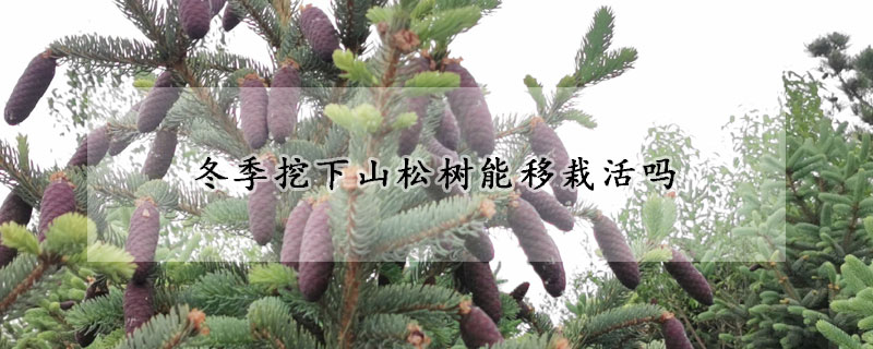 冬季挖下山松树能移栽活吗