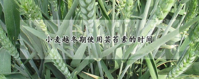 小麦越冬期使用芸苔素的时间