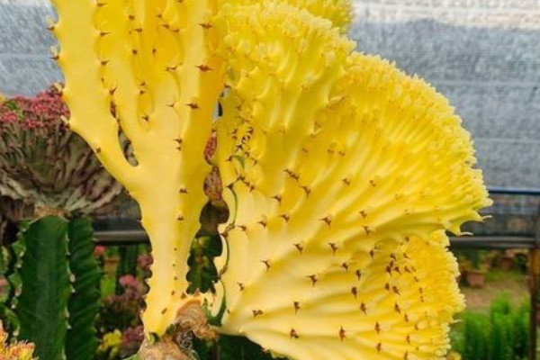龙骨花风水 龙骨摆放风水