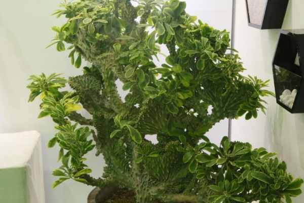 龙骨花风水 龙骨摆放风水