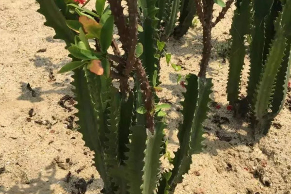 龙骨花风水 龙骨摆放风水