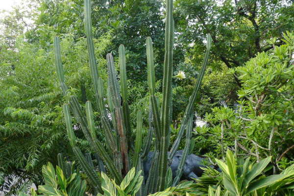 龙骨花风水 龙骨摆放风水