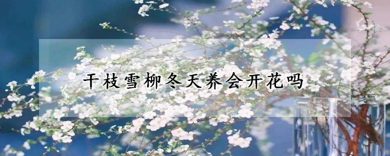干枝雪柳冬天养会开花吗