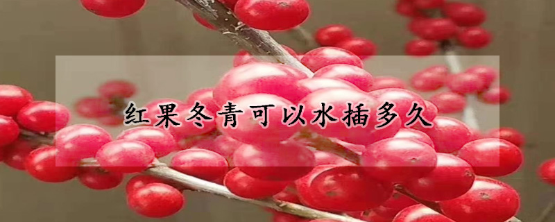 红果冬青可以水插多久