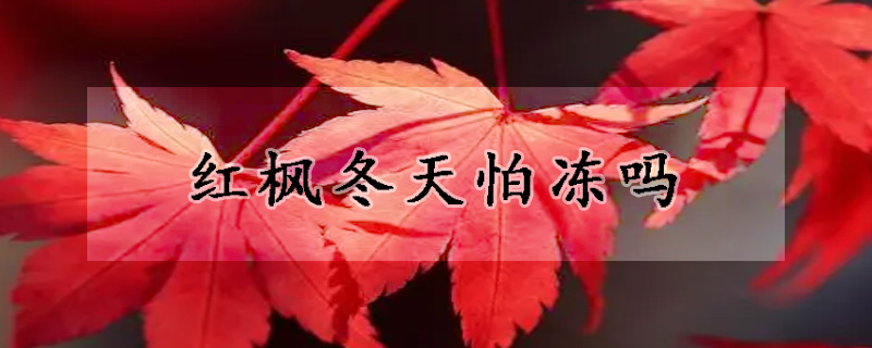 红枫冬天怕冻吗
