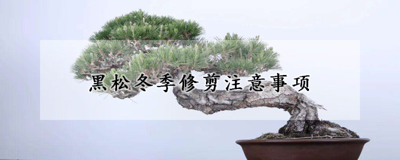 黑松冬季修剪注意事项