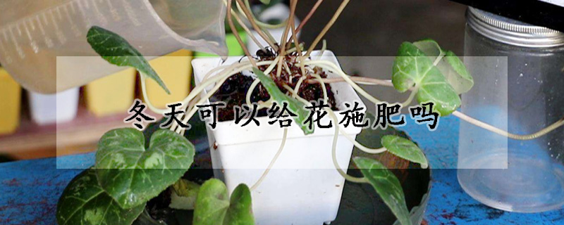 冬天可以给花施肥吗