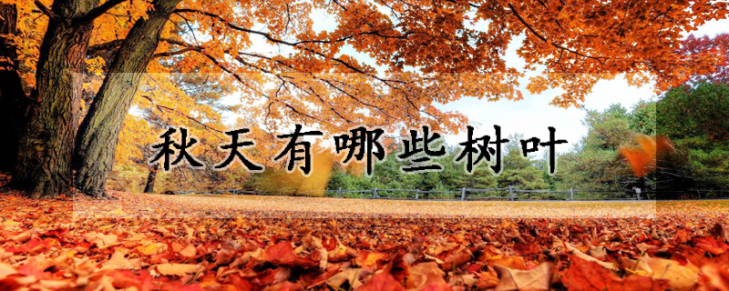 秋天有哪些树叶