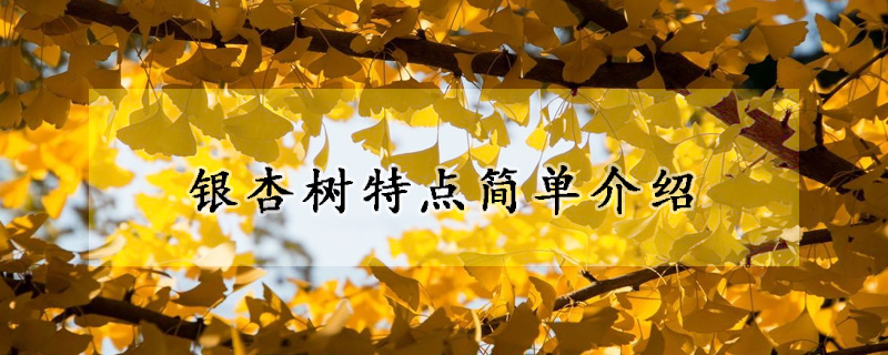 银杏树特点简单介绍