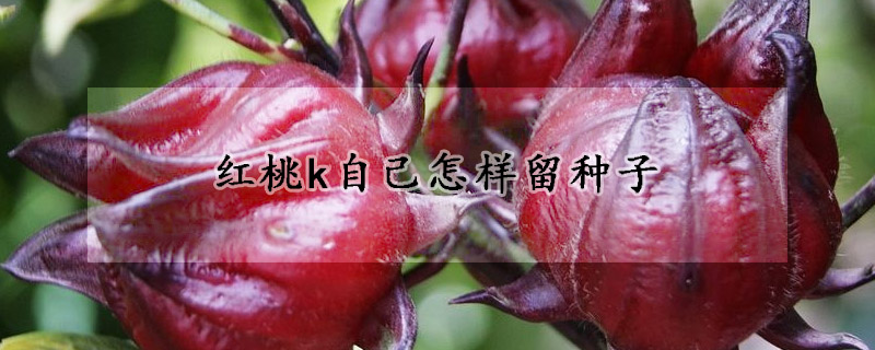 红桃k自己怎样留种子