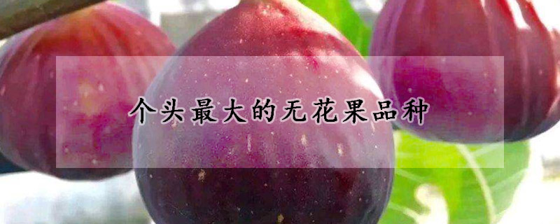 个头最大的无花果品种