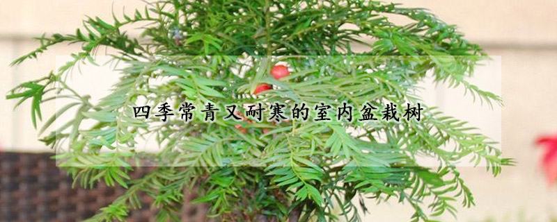 四季常青又耐寒的室内盆栽树