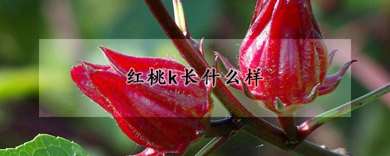 红桃k长什么样