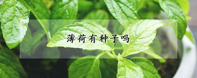 薄荷有种子吗
