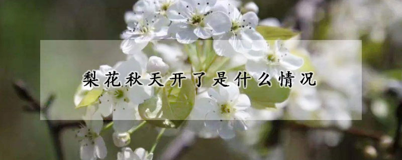 梨花秋天开了是什么情况